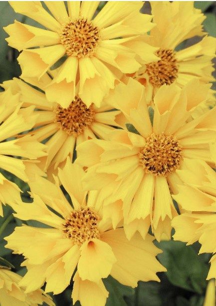 Coreopsis Jethro Tull 4&quot;