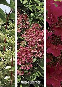 Hydrangea Fire &amp; Ice 3 gal