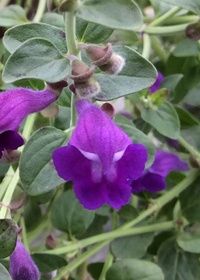 Scutellaria Dark Violet Qt