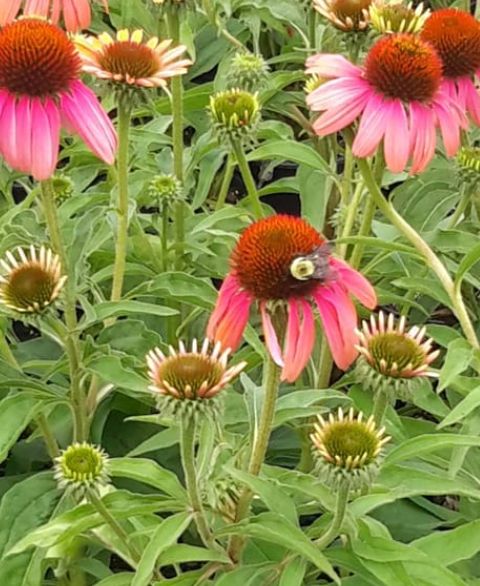 Echinacea Rainbow Marcella 1 gal