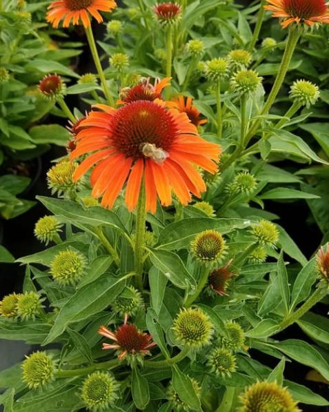 Echinacea Orange Skipper Qt