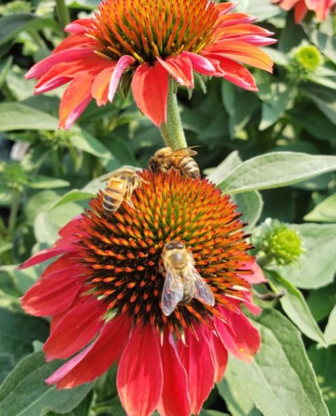 Echinacea Frankly Scarlet 1 gal