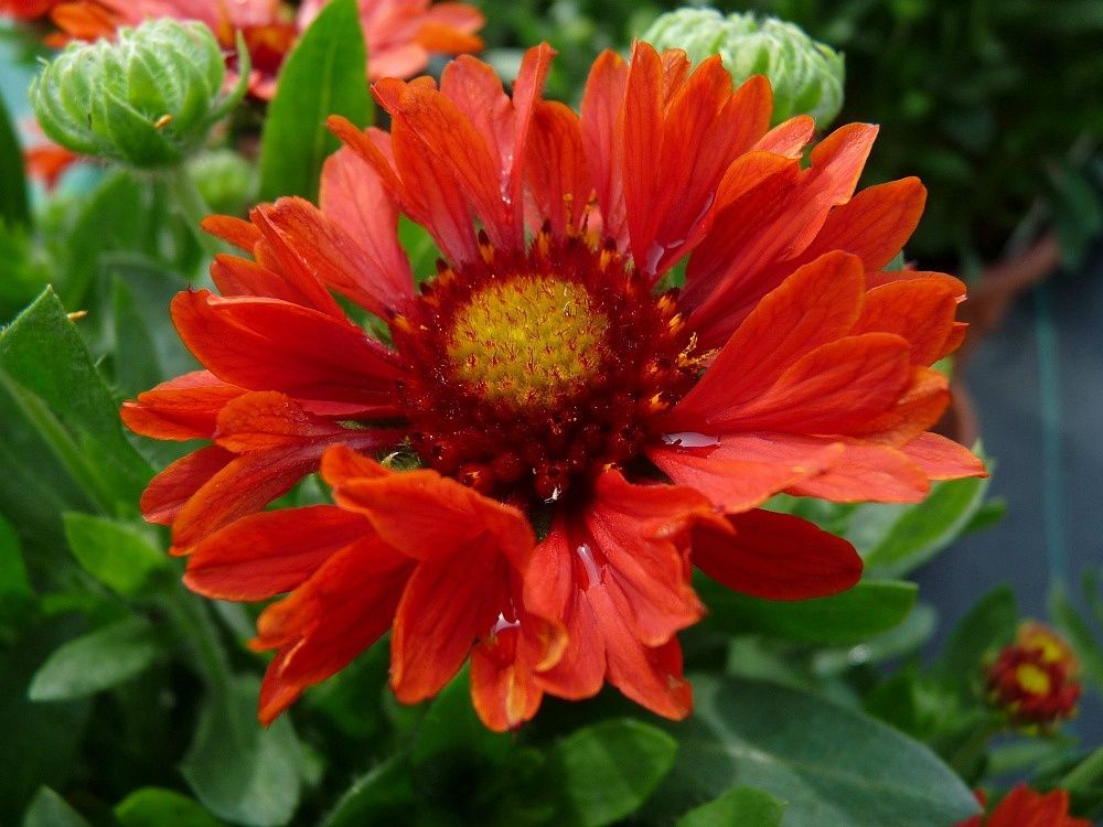 Gaillardia Celebration 1 gal