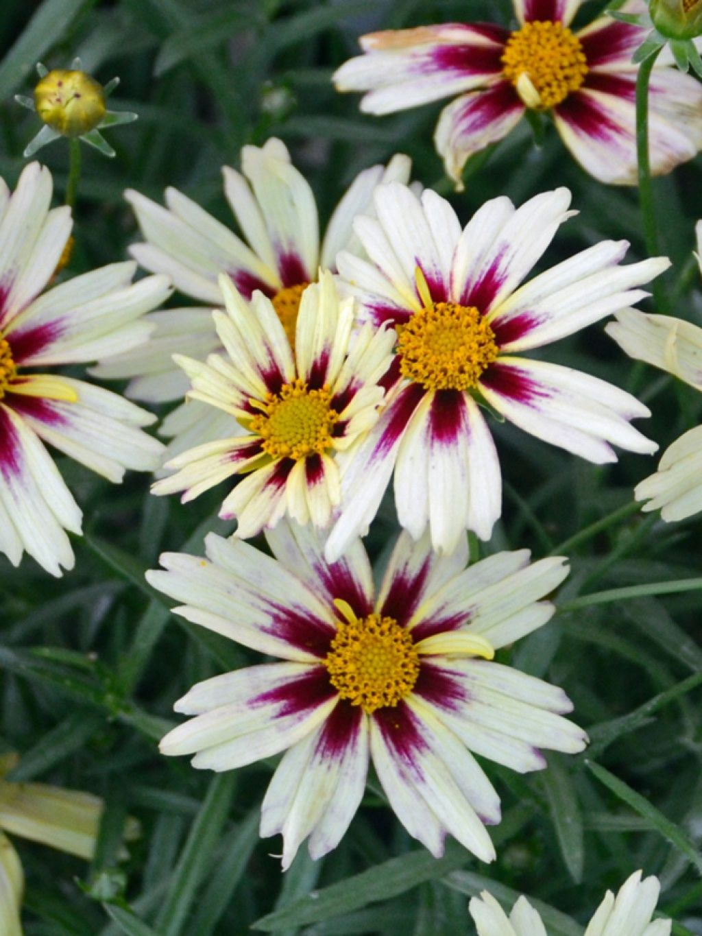 Coreopsis Li&#39;l Bang Starlight 1 gal