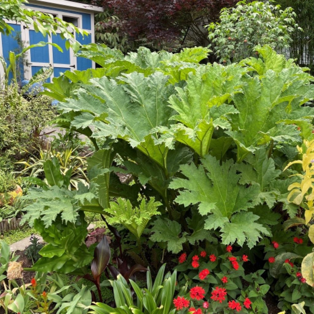 Gunnera Tinctoria 1 gal