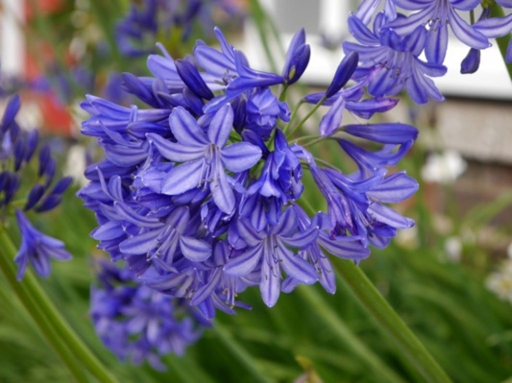 Agapanthus Northern Star Qt