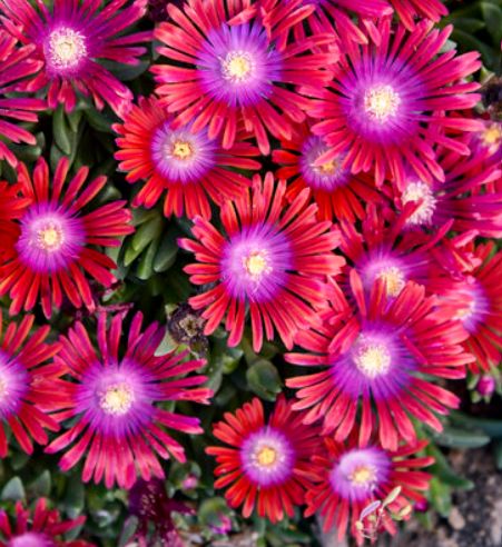 Ice Plant Delosperma Razzle Dazzle 1 gal