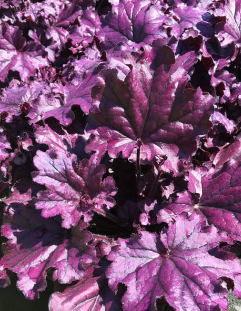 Heuchera Forever Inheufp purple Qt