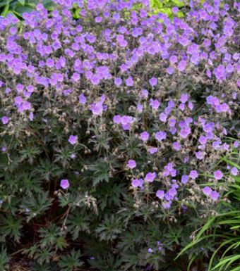 Geranium Boom Chocolatta 1 gal