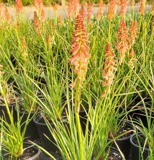 Kniphofia redhot popsicle 1 gal