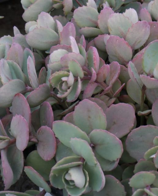 Sedum Popstar Qt