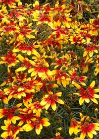 Coreopsis Lightning Bug 1 gal