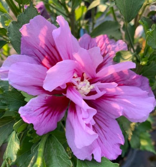Hibiscus Purple Pillar 2 gal