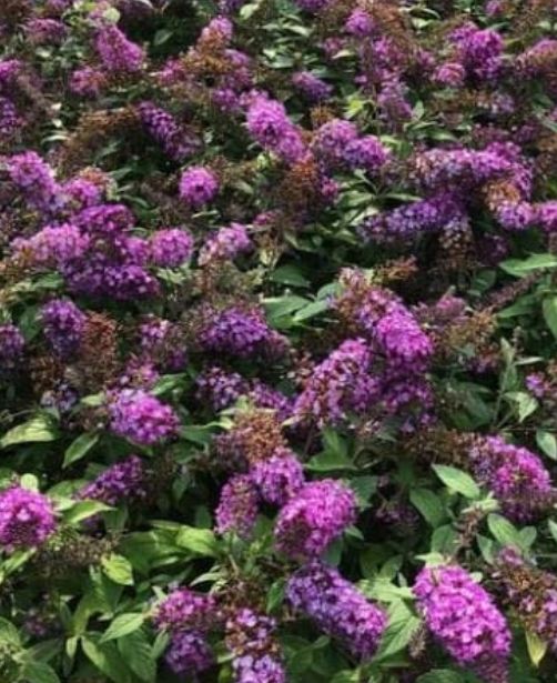 Buddleia Blueberry Pie 2 gal