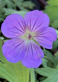 Geranium Blue Sunrise 1 gal
