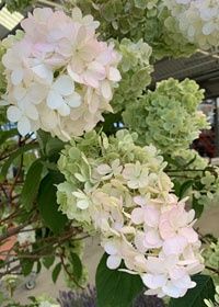 Hydrangea Pink Diamond 1 gal