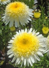 Shasta Daisy Real Glory 1 gal