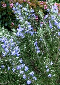 Rosemary Roman Beauty 1 gal