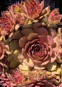 Sempervivum Straw Kiwi Qt