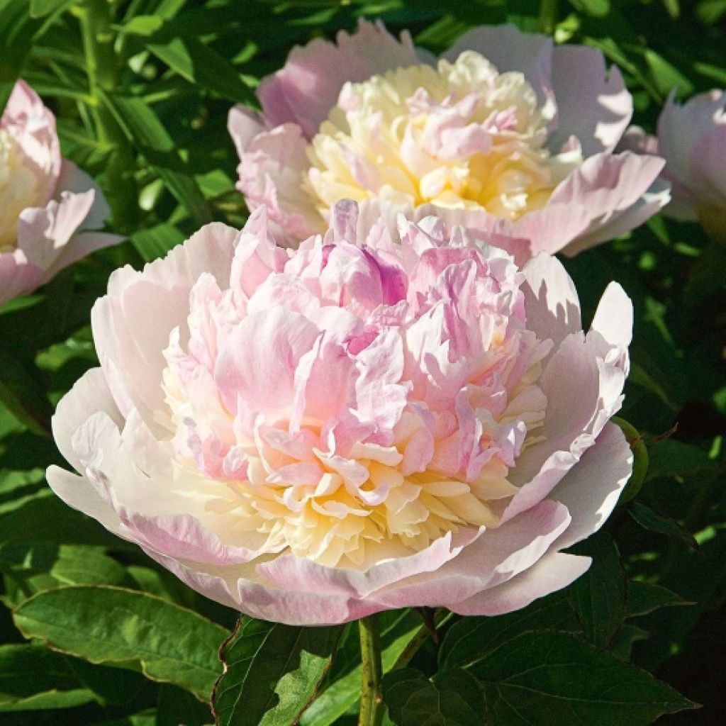 Peony Raspberry Sundae 1 gal