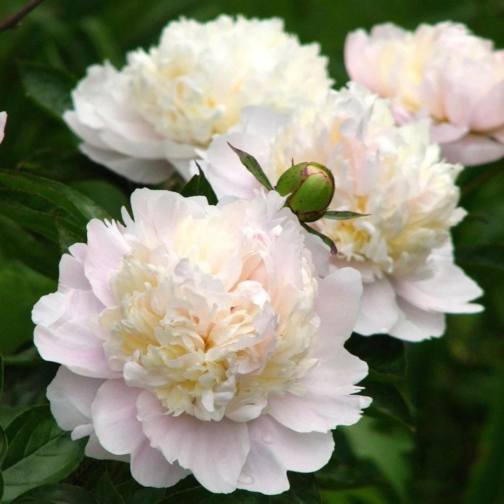 Peony Shirley Temple 1 gal