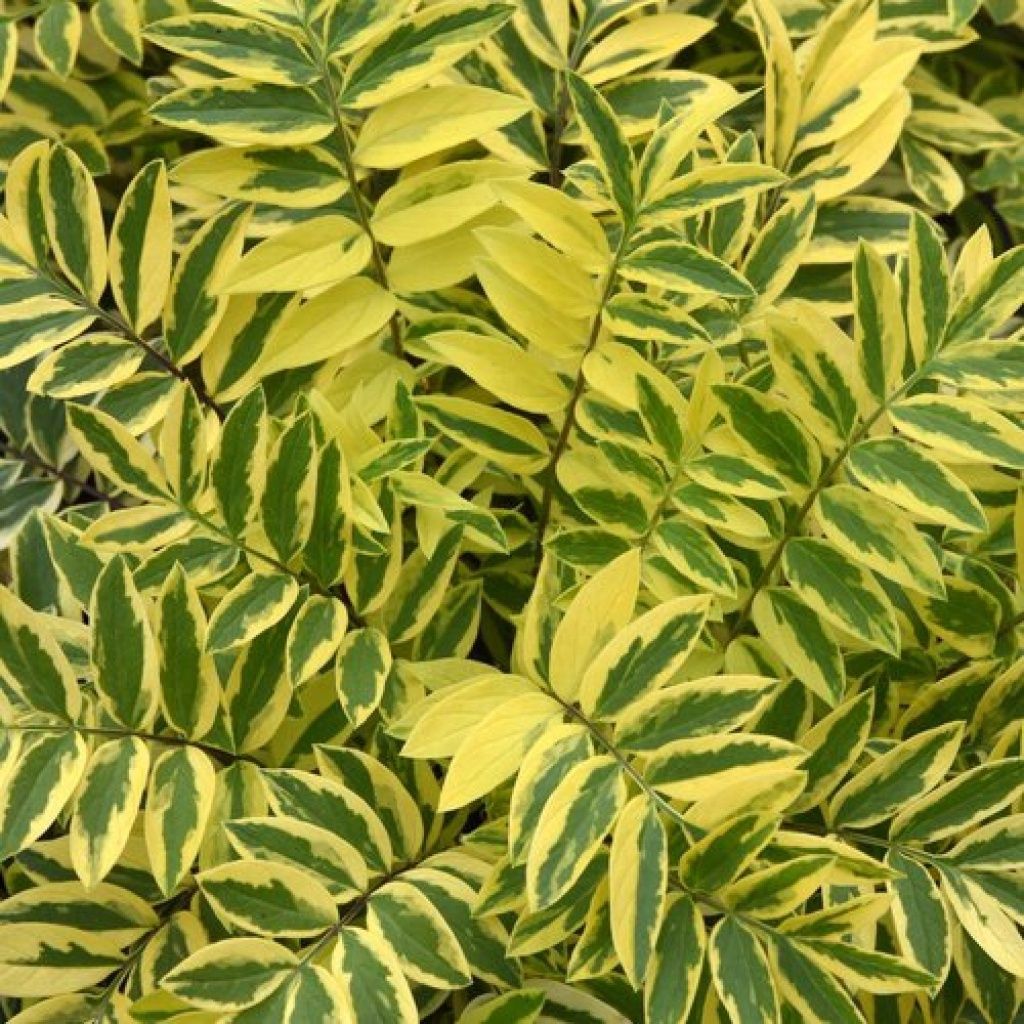 Polemonium Golden Feathers 1 gal
