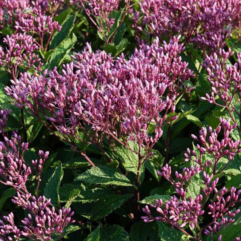 Eupatorium Euphoria Ruby Qt