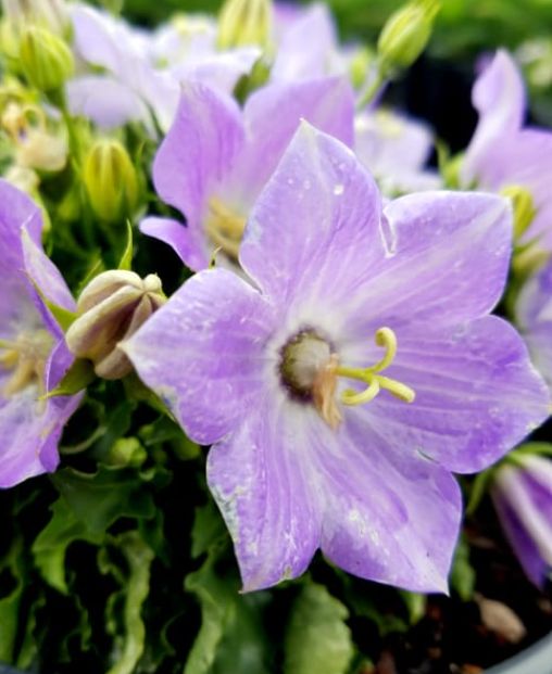 Campanula rapido blue 4&quot;