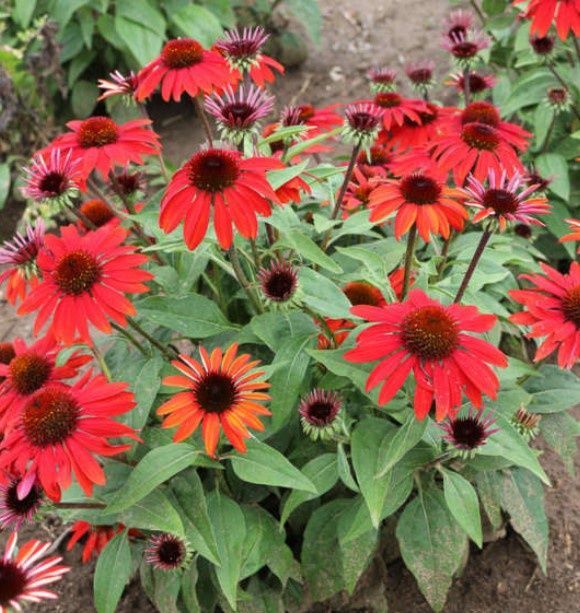 Echinacea Sombrero Sangrita Qt