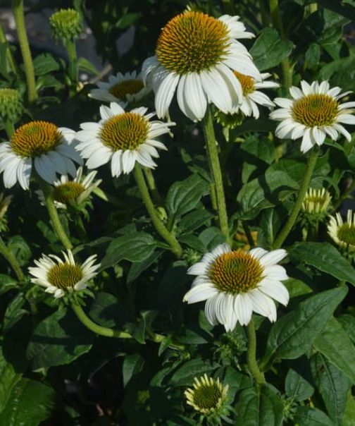 Echinacea Pow pow white 4"