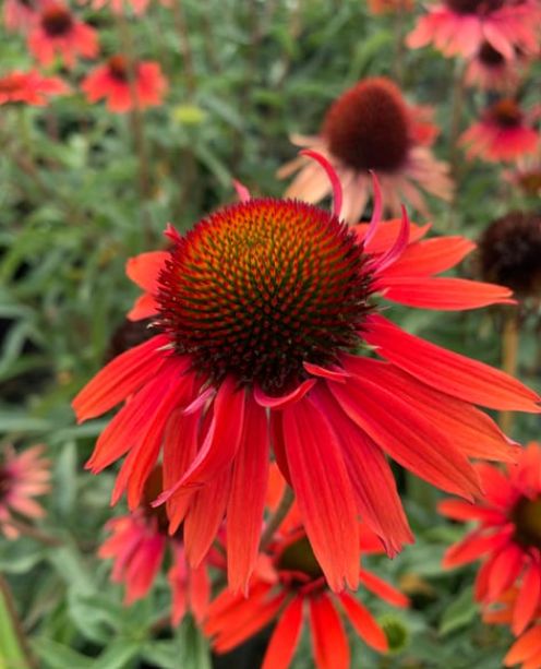 Echinacea Hot lava 1 gal
