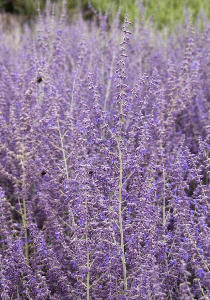 Russian Sage 2 gal