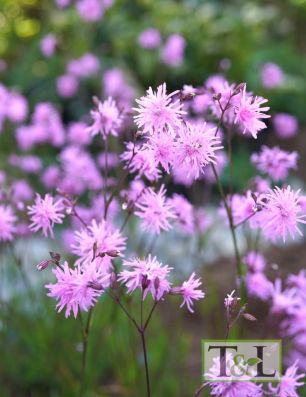 Lychnis Petite Jenny 1 gal