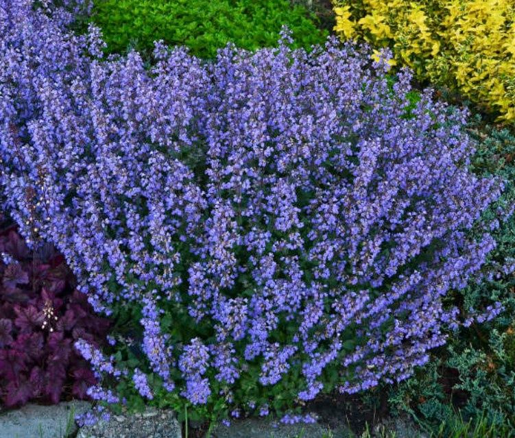 Nepeta Purrsian blue 4&quot;
