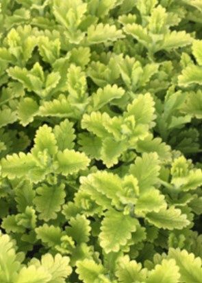 Germander Summer Sunshine 1 gal