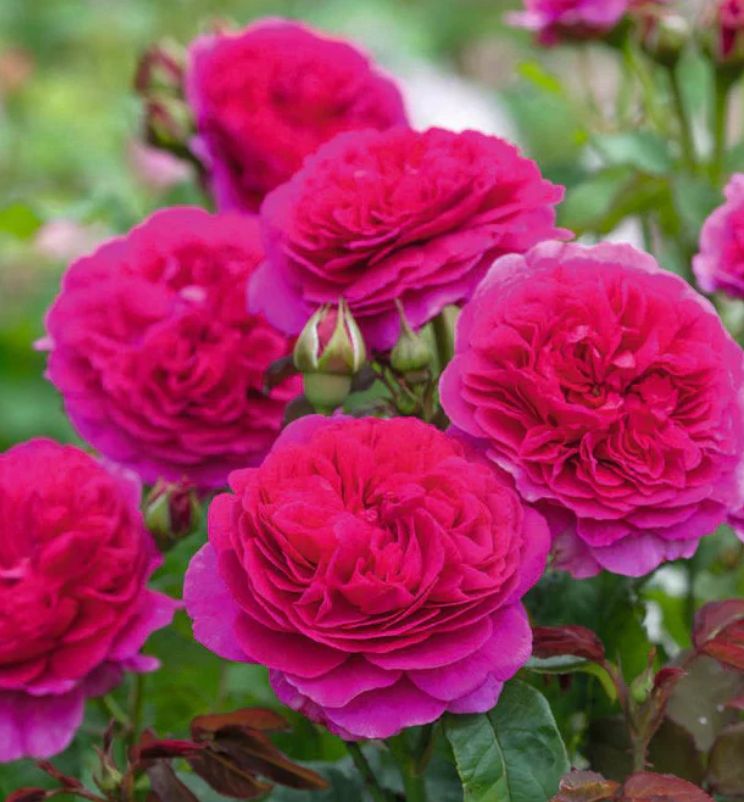 DA rose Gabriel oak 3 gal