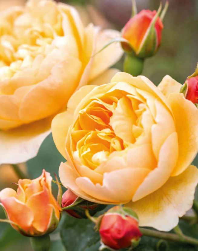 DA rose Roald Dahl 3 gal