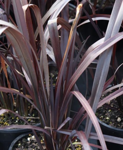 Phormium Black Adder 1 gal