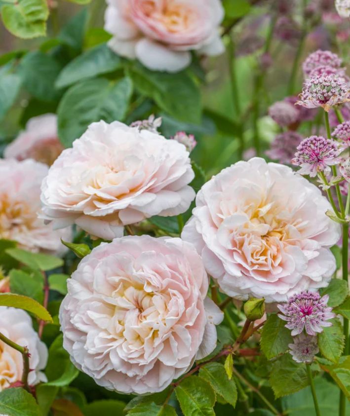 DA rose Emily Bronte 3 gal