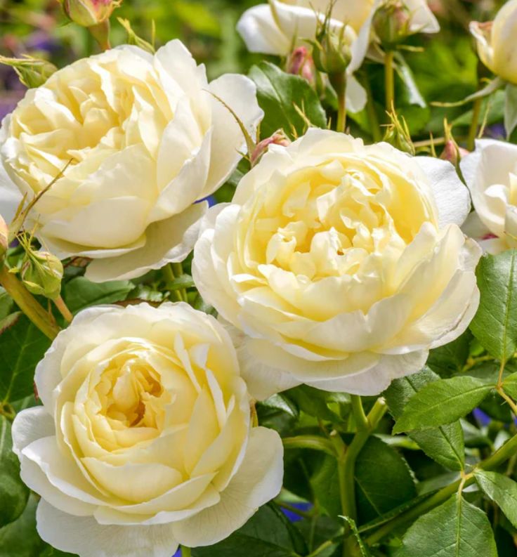 DA rose Vanessa Bell 3 gal