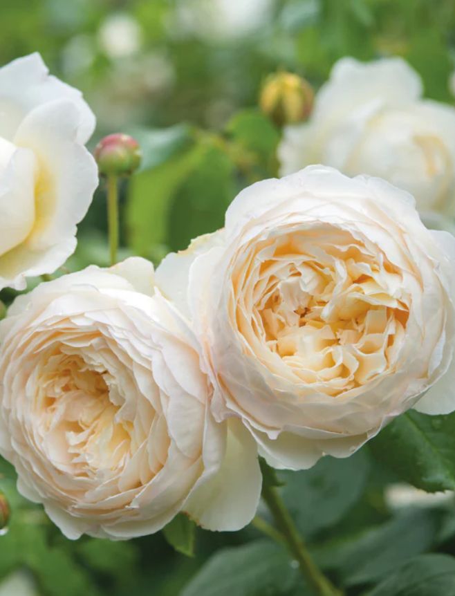 DA rose Claire austin 3 gal