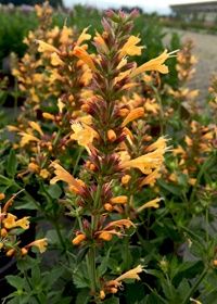 Agastache Kudos Gold 1 gal