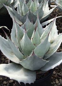 Agave Frosty Blue 1 gal