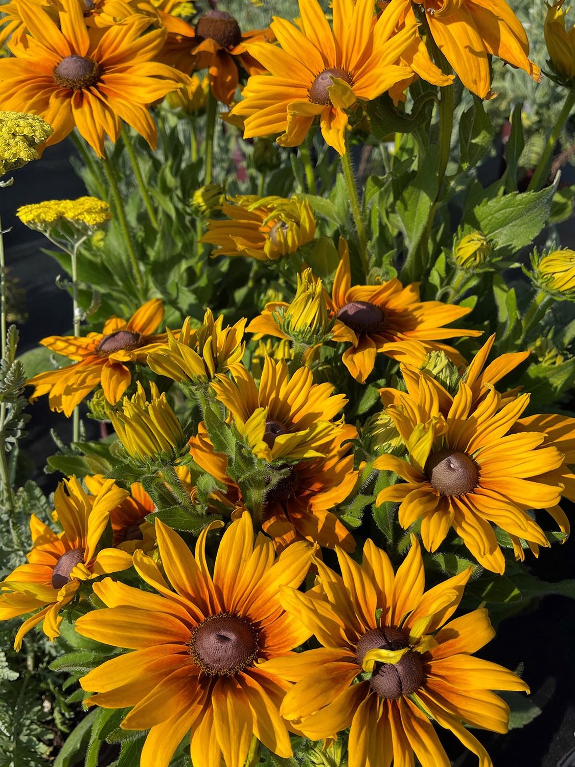Echibeckia Summerina Sunchaser 1 gal