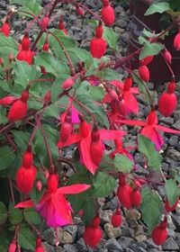 Fuchsia Beacon 1 gal