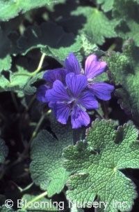 Geranium Philippe Vapelle 1 gal