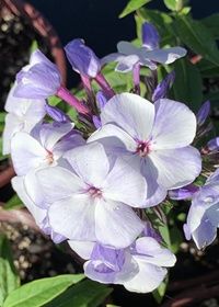 Phlox Flame Blue 1 gal