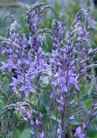 Parahebe Perfoliata 1 gal