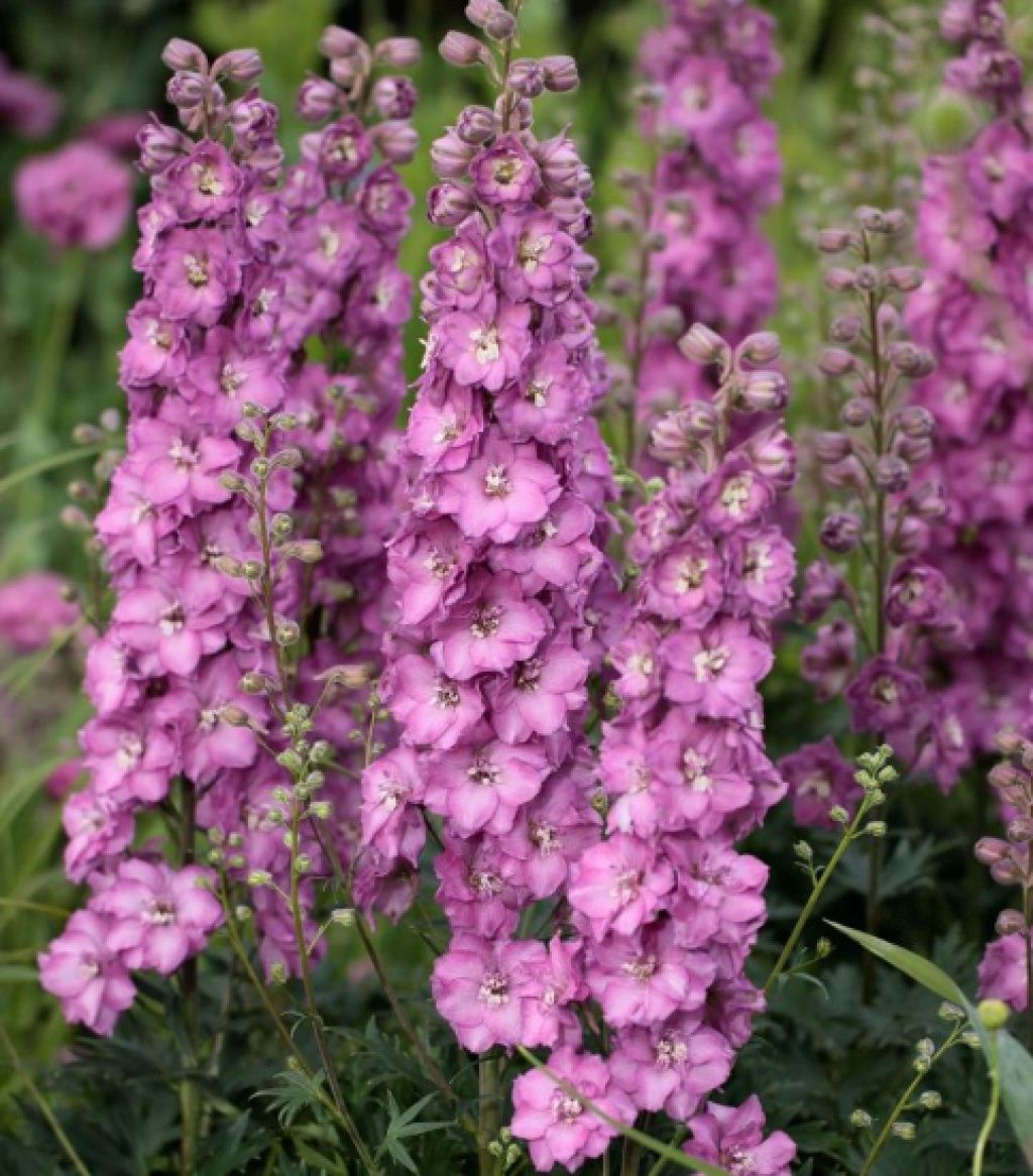 Delphinium Chantay 2 gal