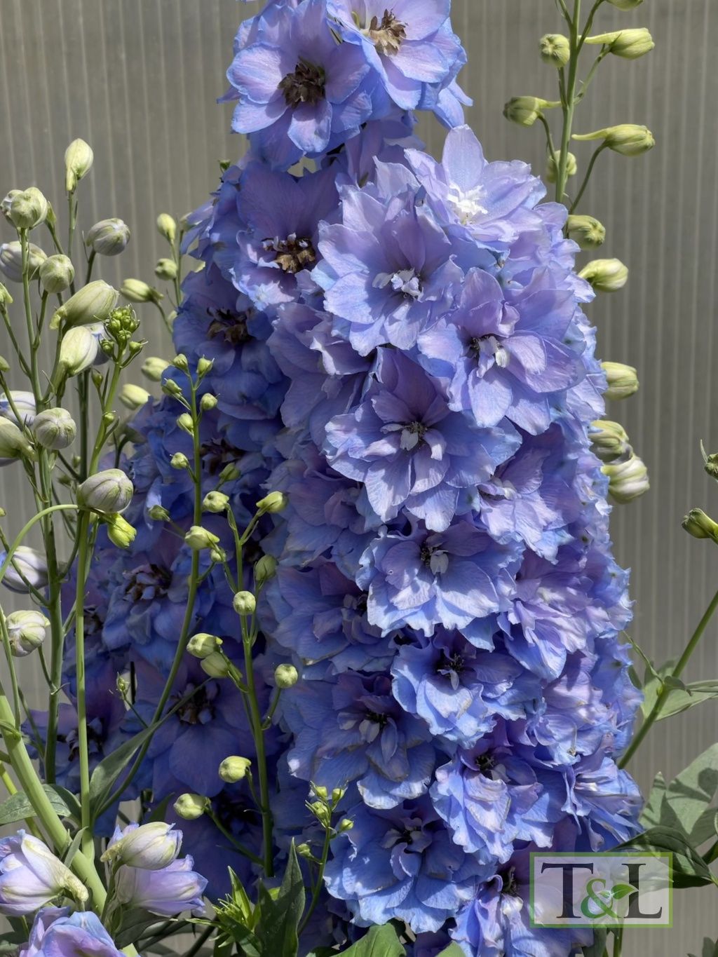 Delphinium Shelby 2 gal